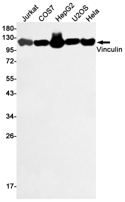 Anti-Vinculin Rabbit pAb