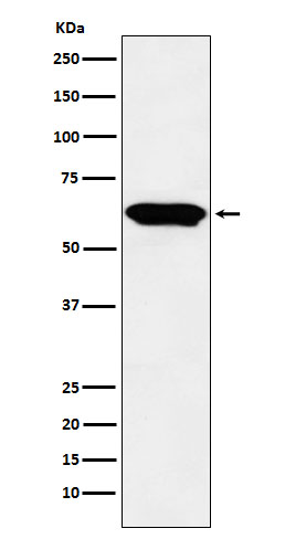 Anti-E2F4 Rabbit pAb