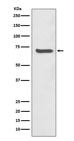 Anti-SHP2 Rabbit pAb