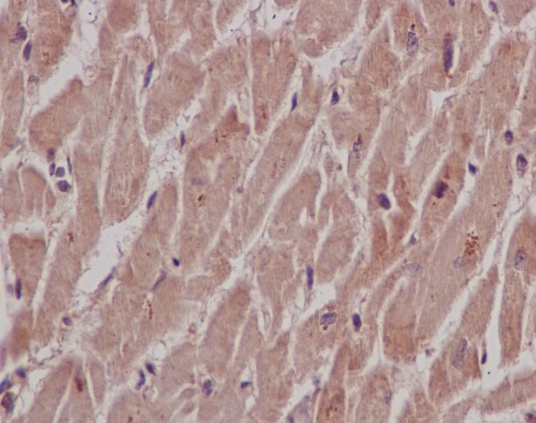 Anti-SHP2 Rabbit pAb