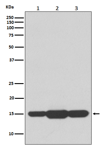 Anti-GABARAPL2 Rabbit pAb