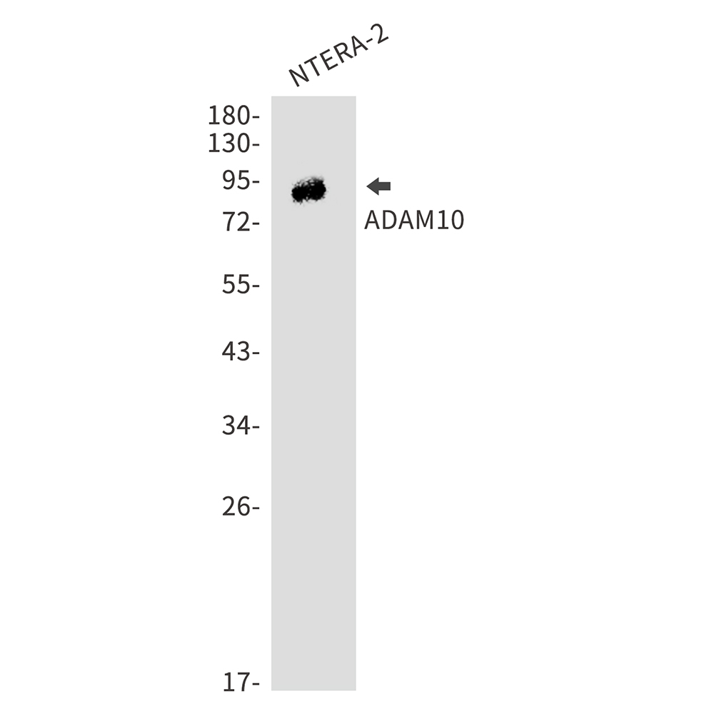 Anti-ADAM10 Rabbit pAb