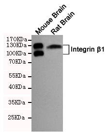 Anti-Integrin beta 1 Rabbit pAb