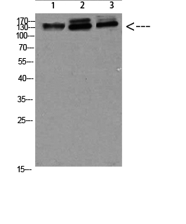 Anti-NFAT5 Rabbit pAb