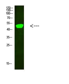 Anti-C1RL Rabbit pAb