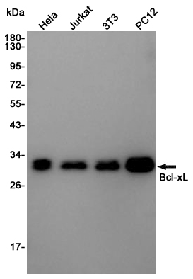 Anti-Bcl-XL Rabbit pAb