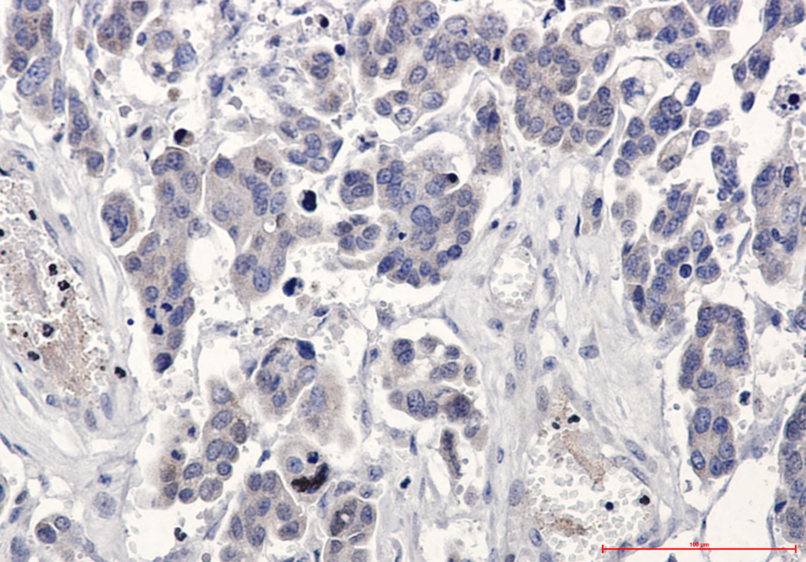 Anti-Bcl-XL Rabbit pAb
