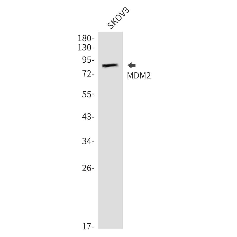 Anti-MDM2 Rabbit pAb