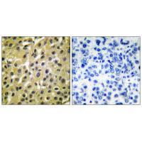 Anti-MDM2 Rabbit pAb