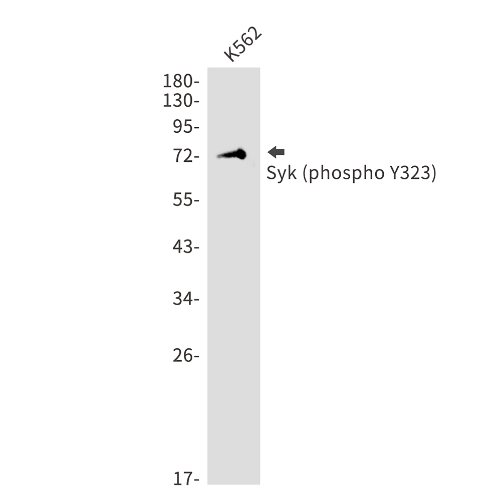 Anti-Phospho-Syk (Tyr323) Rabbit pAb