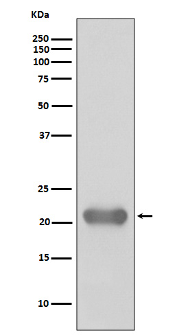 Anti-SMAC Rabbit pAb