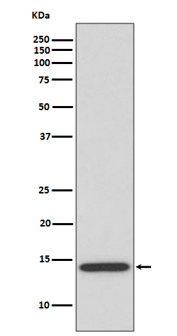 Anti-IL-4 Rabbit pAb