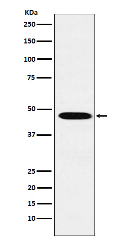 Anti-Wnt2b Rabbit pAb