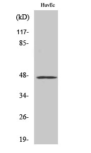 Anti-VASP Rabbit pAb