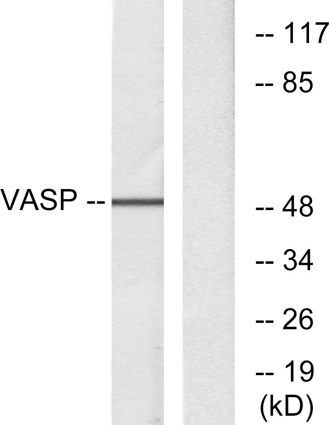 Anti-VASP Rabbit pAb