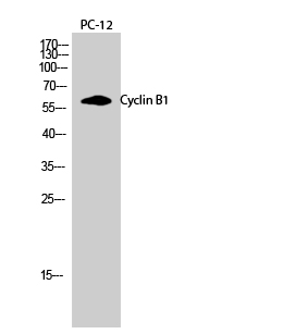 Anti-Cyclin B1 Rabbit pAb