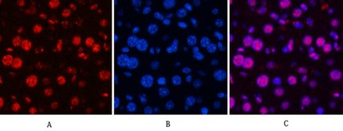 Anti-Cyclin B1 Rabbit pAb