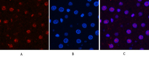 Anti-Cyclin B1 Rabbit pAb