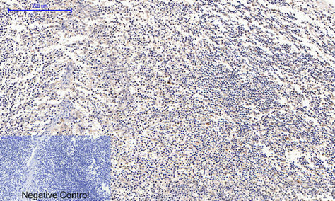Anti-Cyclin B1 Rabbit pAb