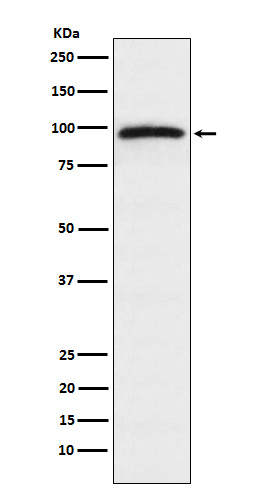 Anti-Epac1 Rabbit pAb