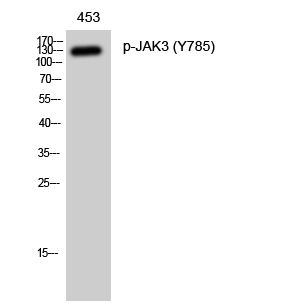 Anti-Phospho-JAK3 (Tyr785) Rabbit pAb