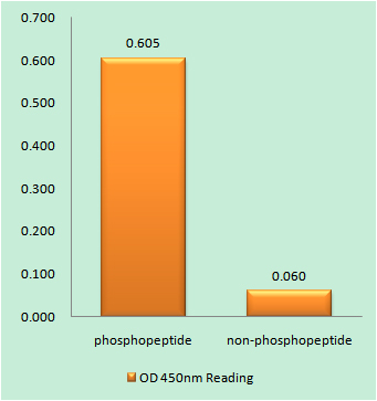 Anti-Phospho-JAK3 (Tyr785) Rabbit pAb