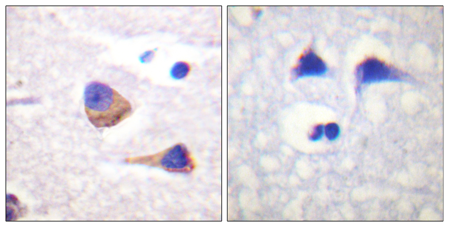 Anti-Phospho-JAK3 (Tyr785) Rabbit pAb