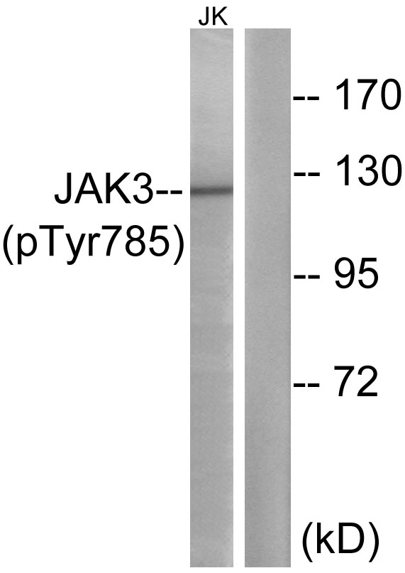 Anti-Phospho-JAK3 (Tyr785) Rabbit pAb