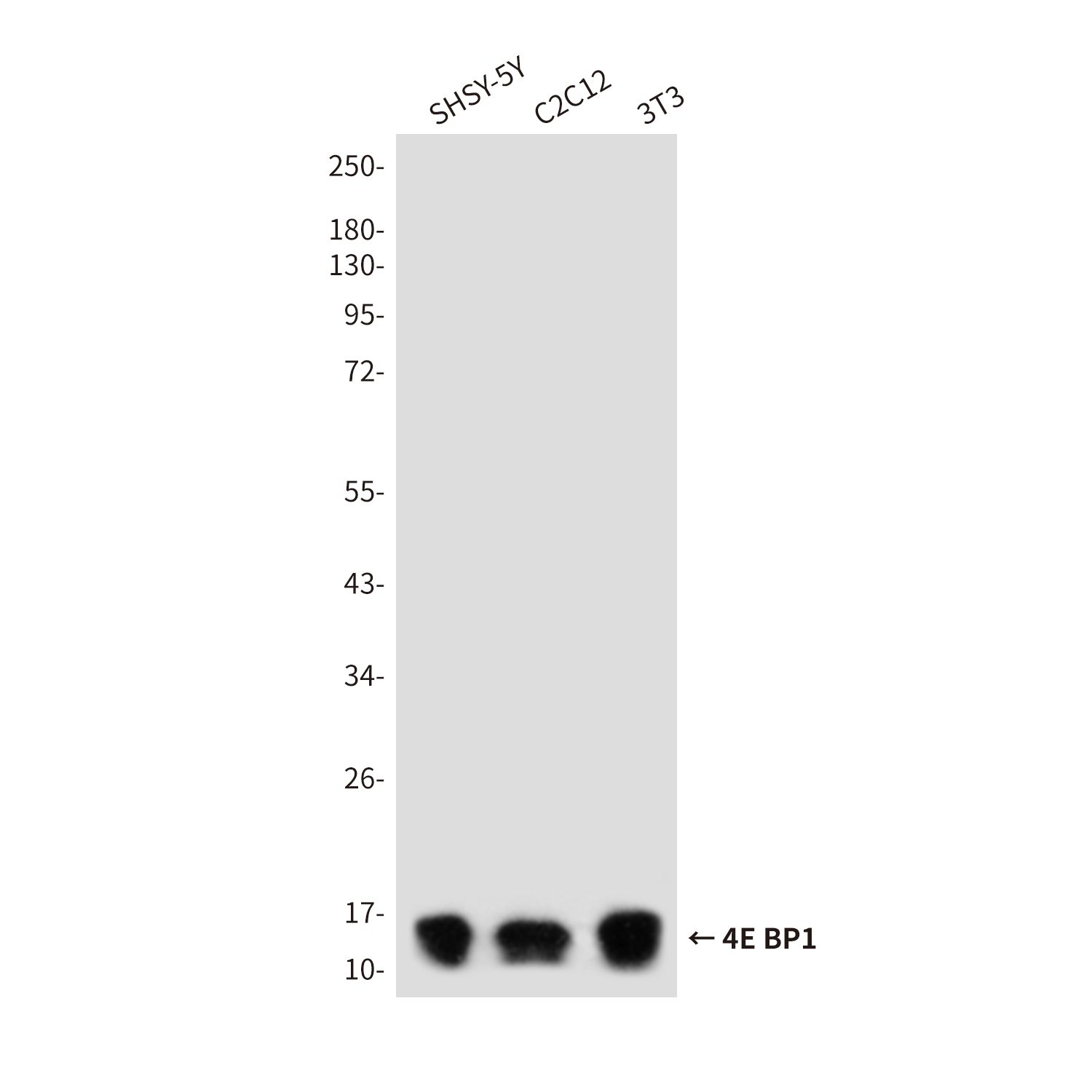 Anti-4E-BP1 Rabbit pAb