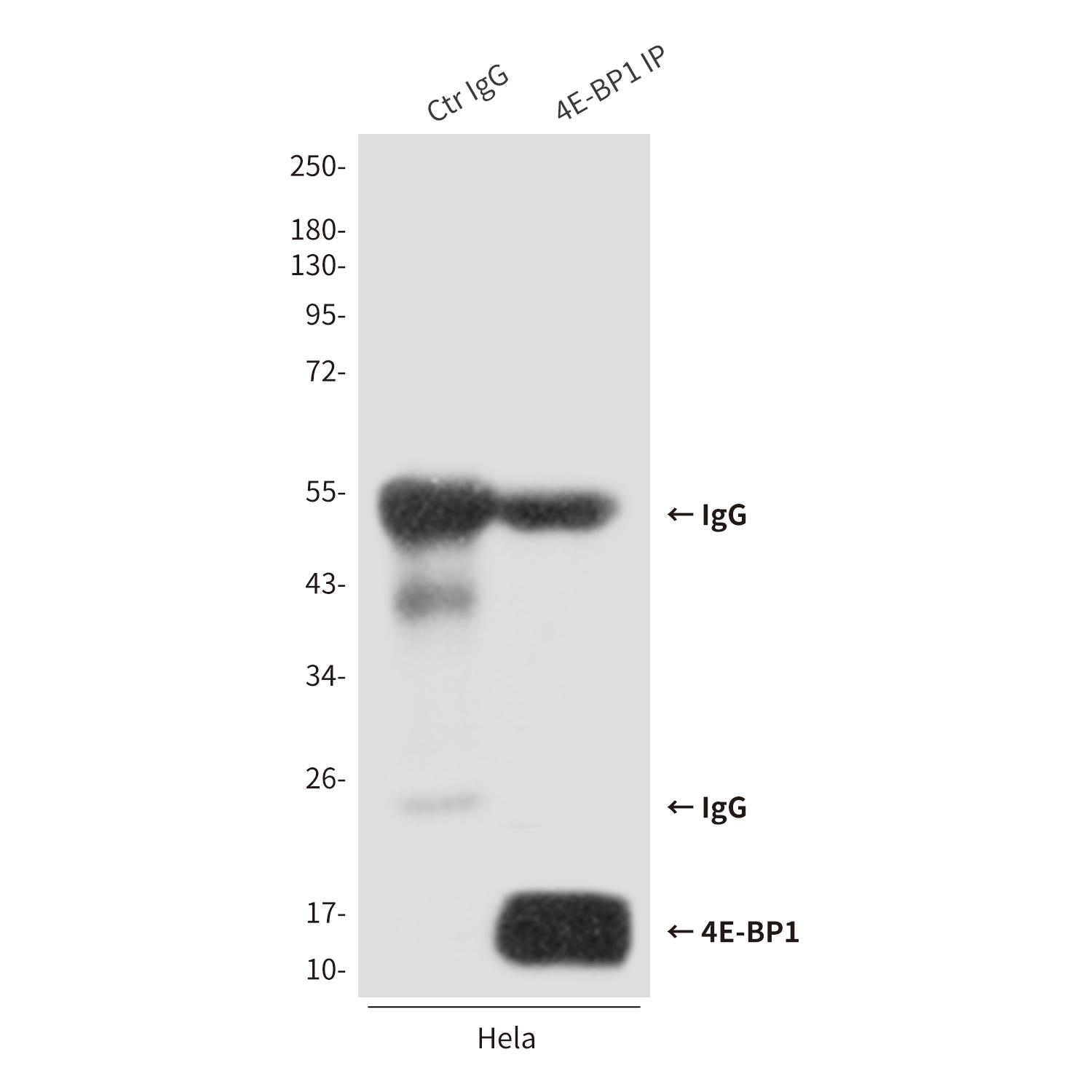 Anti-4E-BP1 Rabbit pAb