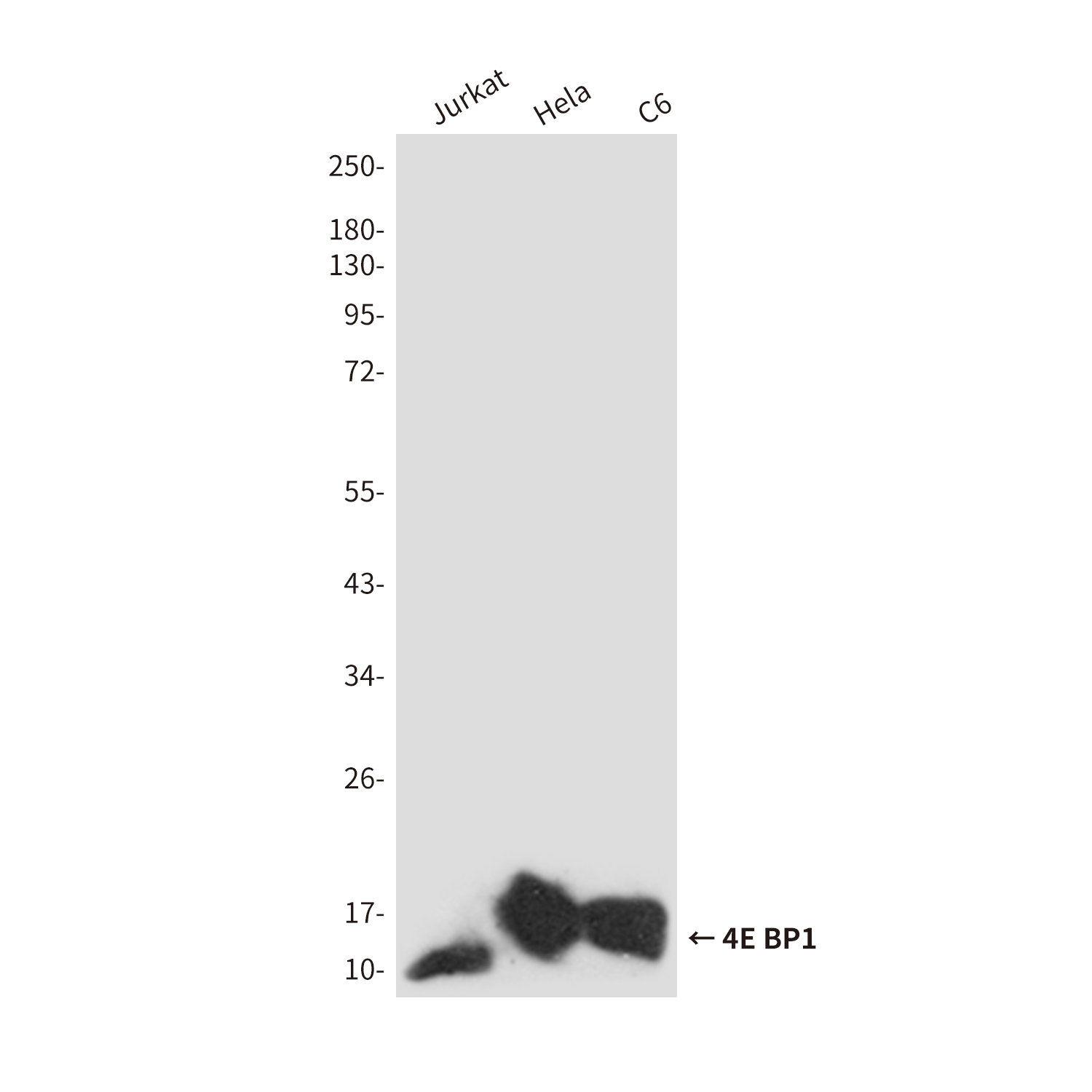 Anti-4E-BP1 Rabbit pAb