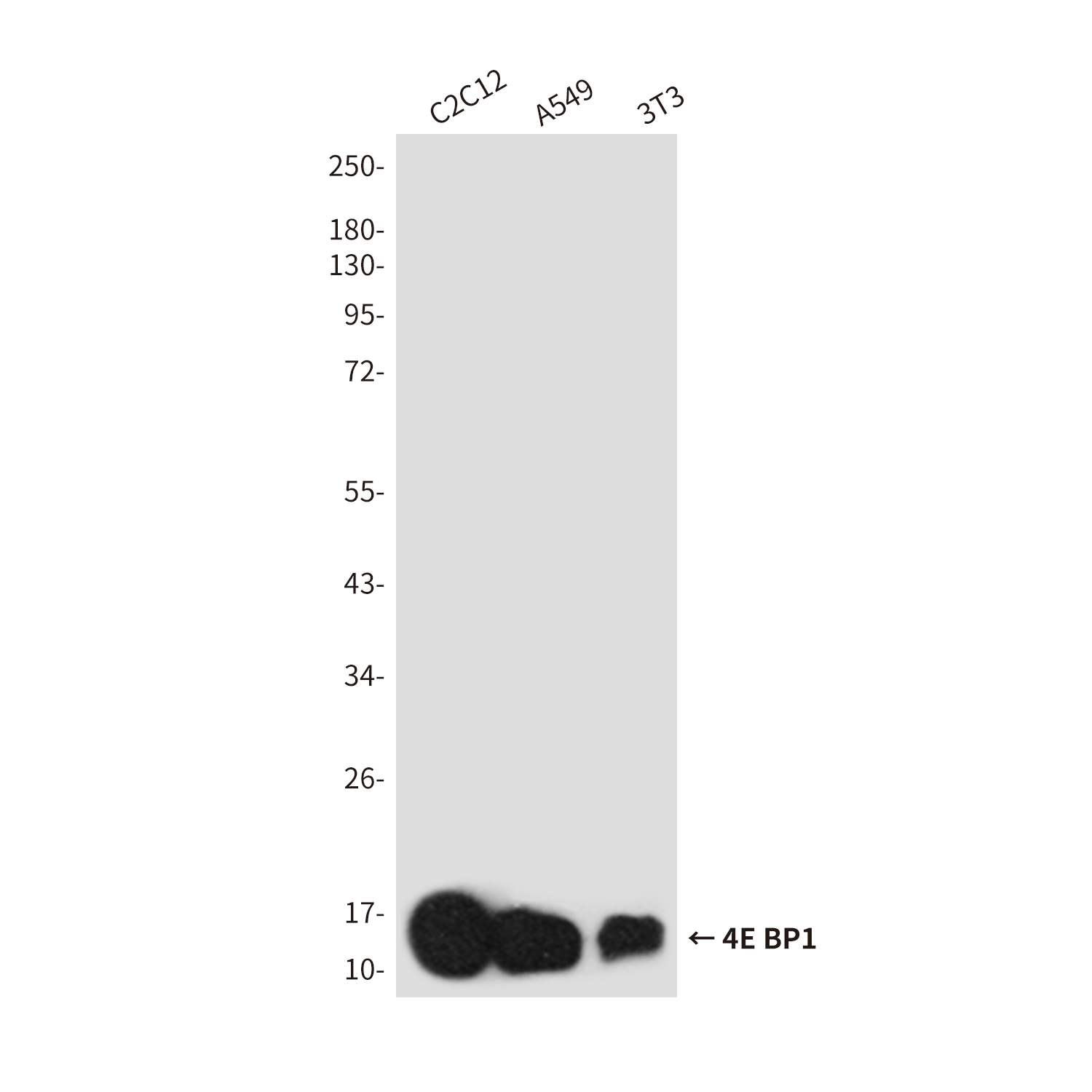 Anti-4E-BP1 Rabbit pAb