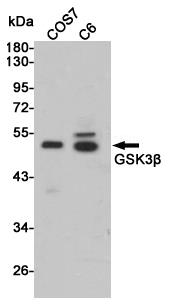 Anti-GSK3 beta Rabbit pAb