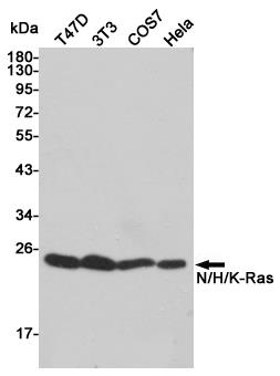 Anti-Ras Rabbit pAb