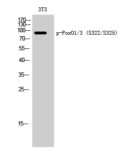 Anti-Phospho-FOXO1/3 (Ser322/S325) Rabbit pAb