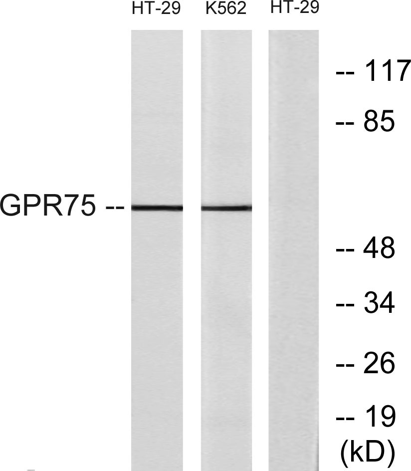Anti-GPR75 Rabbit pAb