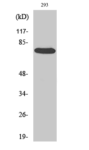 Anti-Raf1 Rabbit pAb