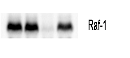 Anti-Raf1 Rabbit pAb