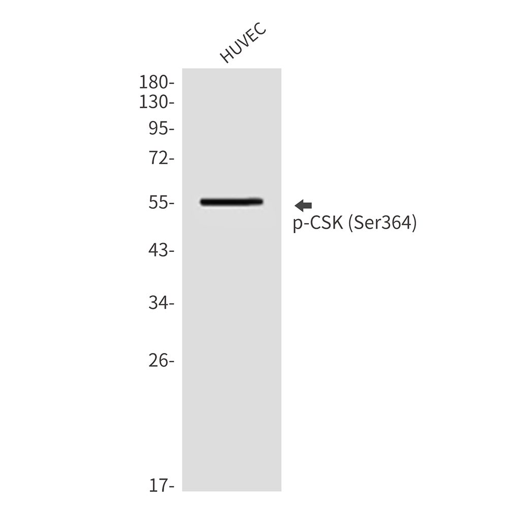 Anti-Phospho-CSK (Ser364) Rabbit pAb
