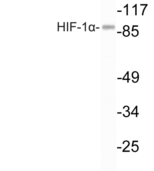 Anti-HIF-1 alpha Rabbit pAb