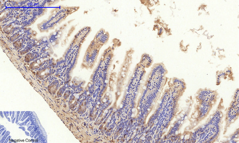 Anti-HIF-1 alpha Rabbit pAb