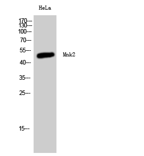 Anti-MKNK2 Rabbit pAb