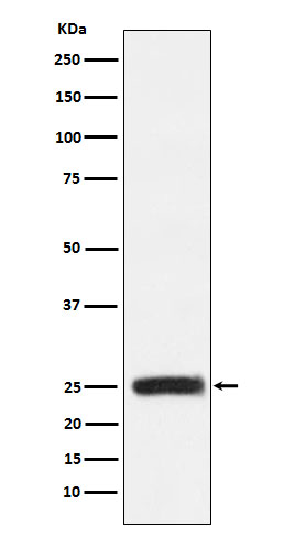 Anti-GRB2 Rabbit pAb