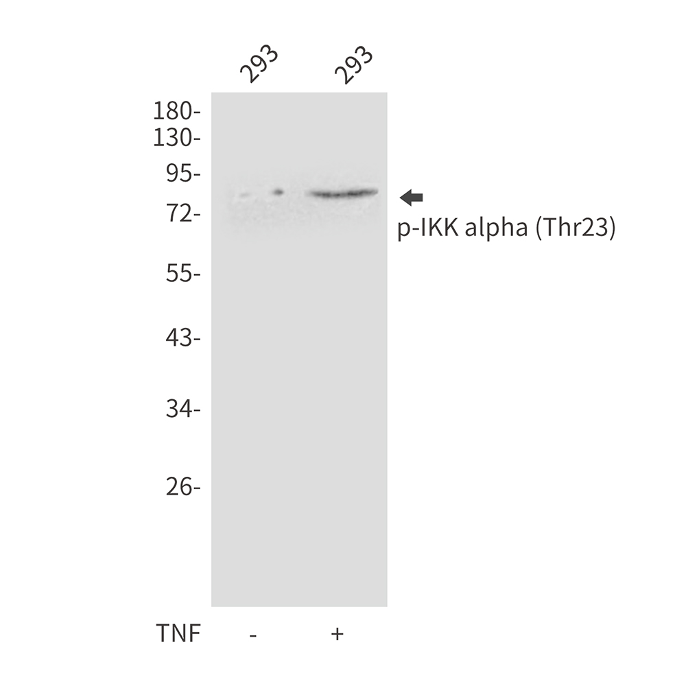 Anti-Phospho-IKK alpha (Thr23) Rabbit pAb