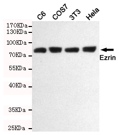 Anti-Ezrin Rabbit pAb