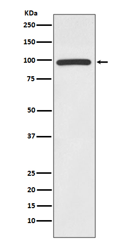 Anti-HMGCR Rabbit pAb