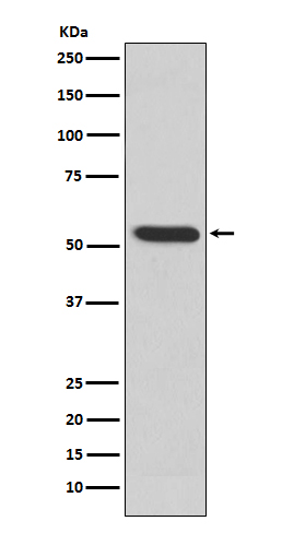 Anti-MMP3 Rabbit pAb