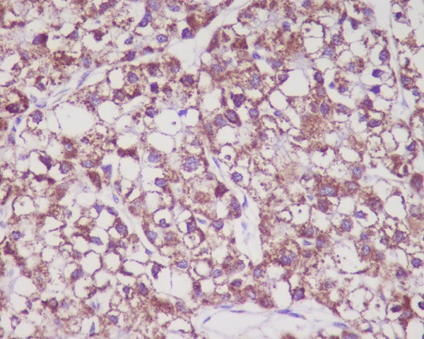 Anti-MMP3 Rabbit pAb