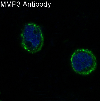 Anti-MMP3 Rabbit pAb