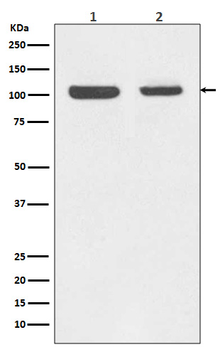 Anti-Rb Rabbit pAb